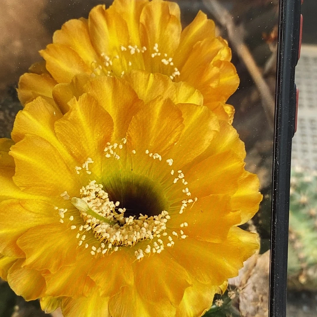 彩黄金罗盘侧芽歪5公分左右