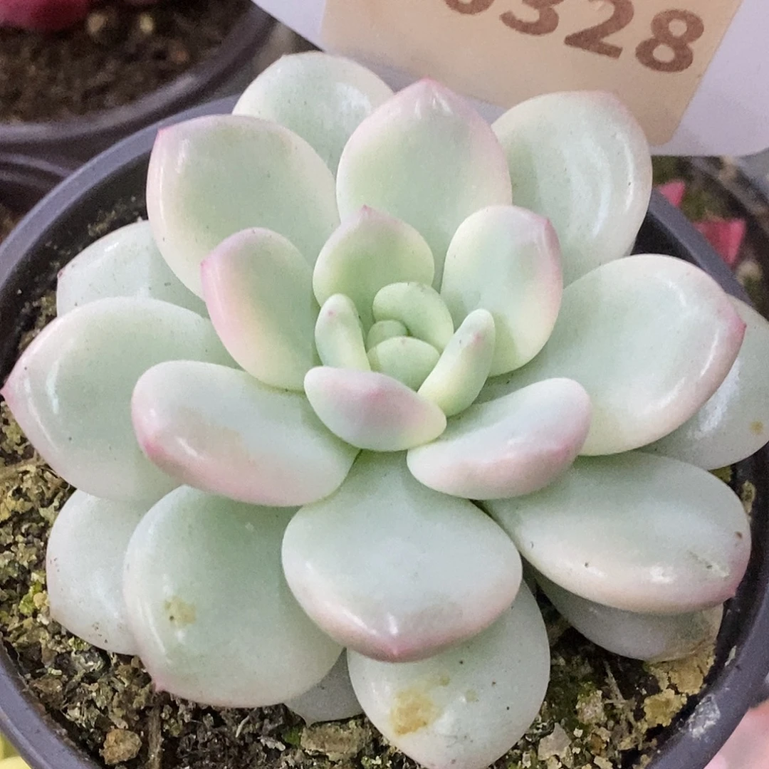 328新香水哈哈哈哈说