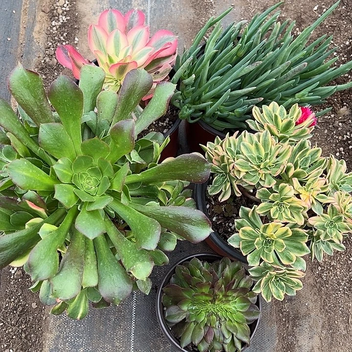 甜茶➕笨隆➕万缀➕女巫➕花脸