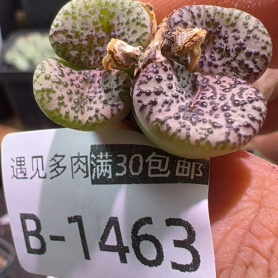 多肉植物1111111111111