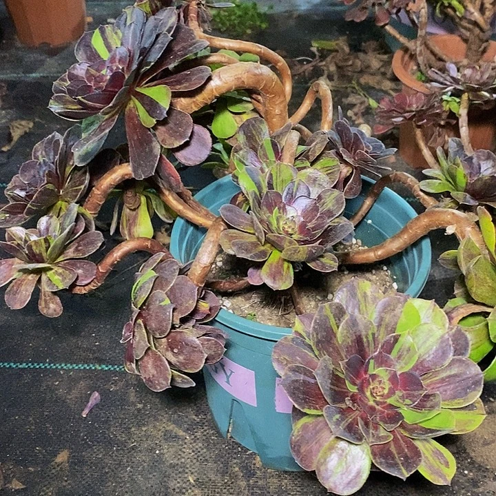多肉植物保护研究所所长