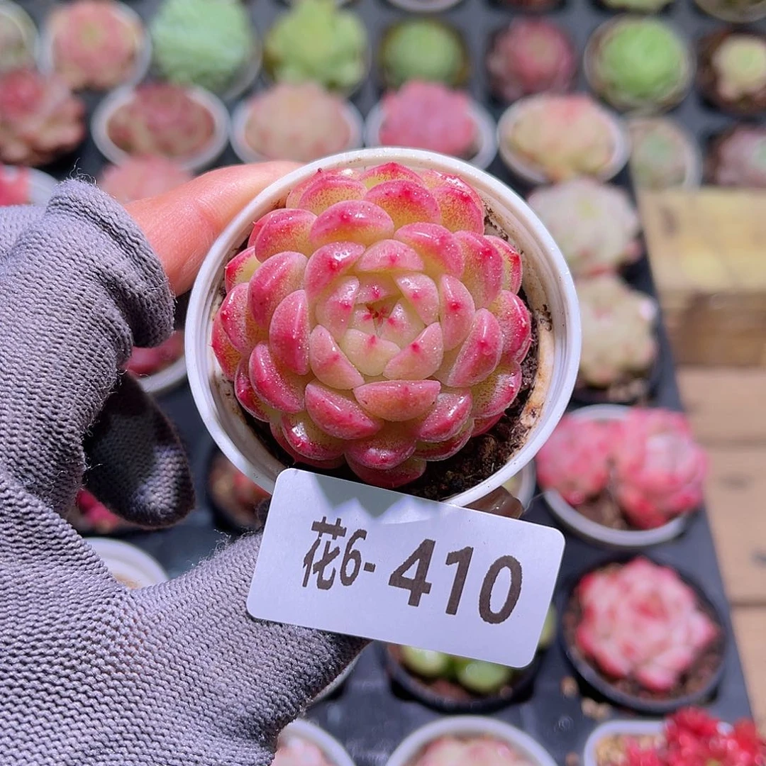 花06-410新麦秆单头