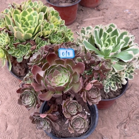 010多肉植物组合，