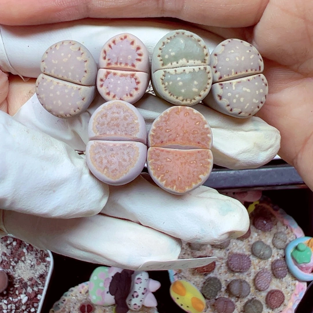 精致优秀的肉肉815-53