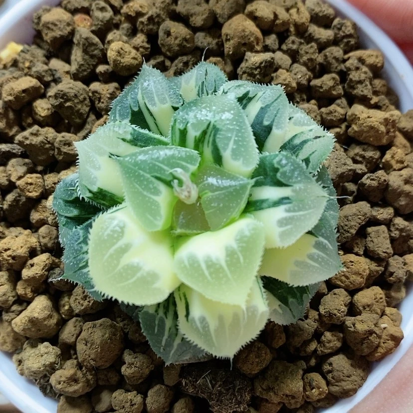 【闪购商品】87爱心芷寿锦