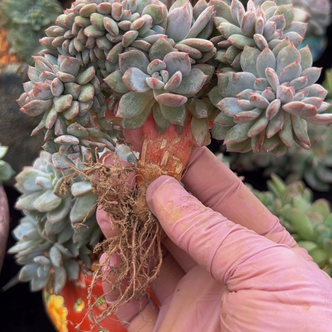 橙***s新年快乐 新年快乐 新年快乐