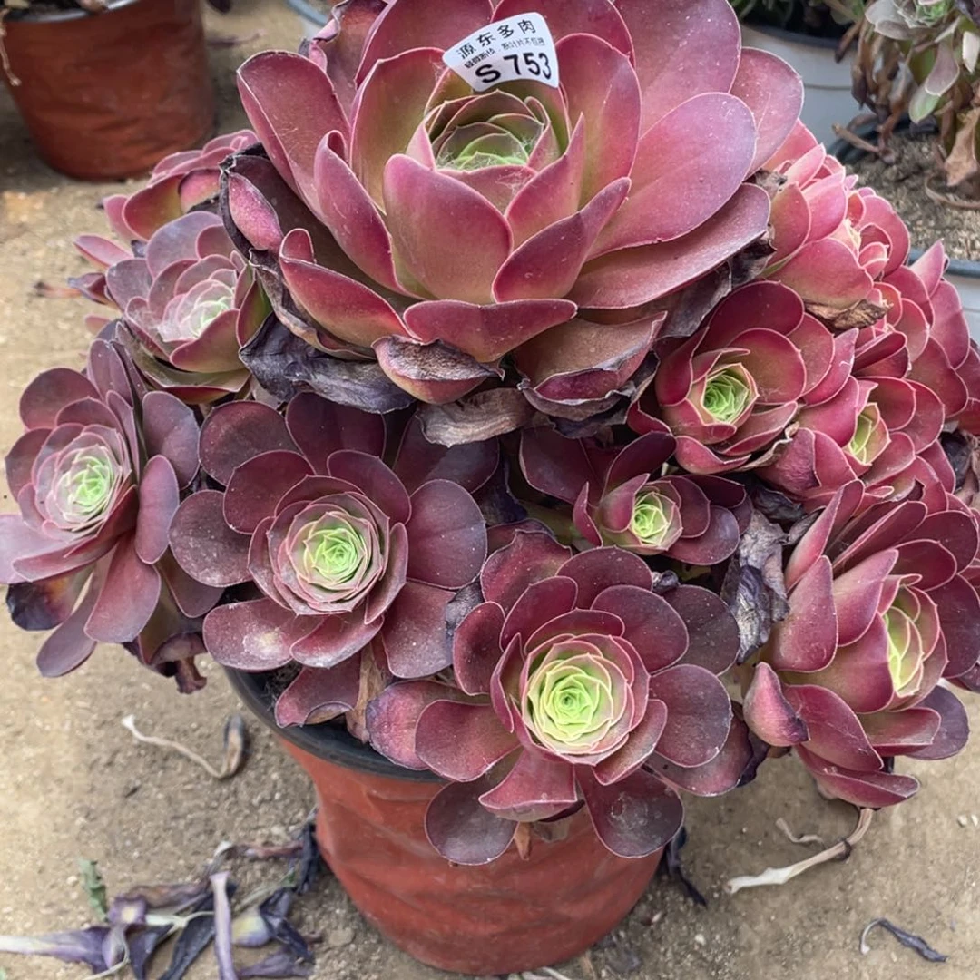 753魅金玫瑰多肉法师断枝不包