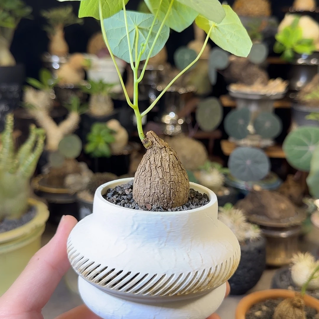 一物一拍老家龙甲龟34