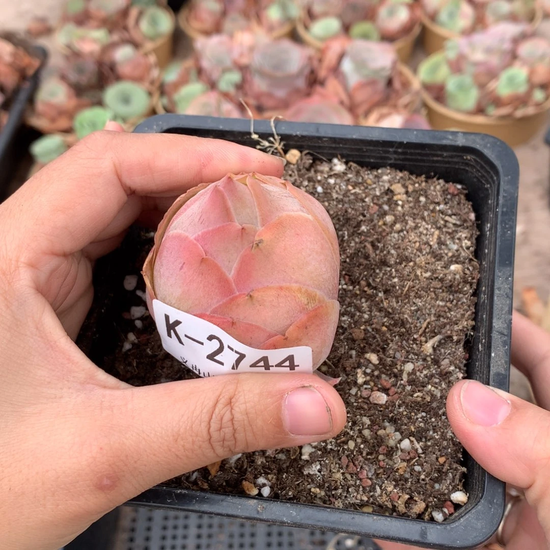 2744紫帕包子g g g v g vv