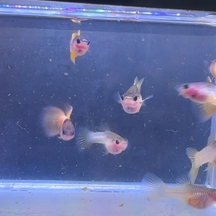 职***口孔雀鱼粉猫四公六母