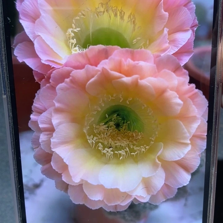香香落日侧芽3公分左右