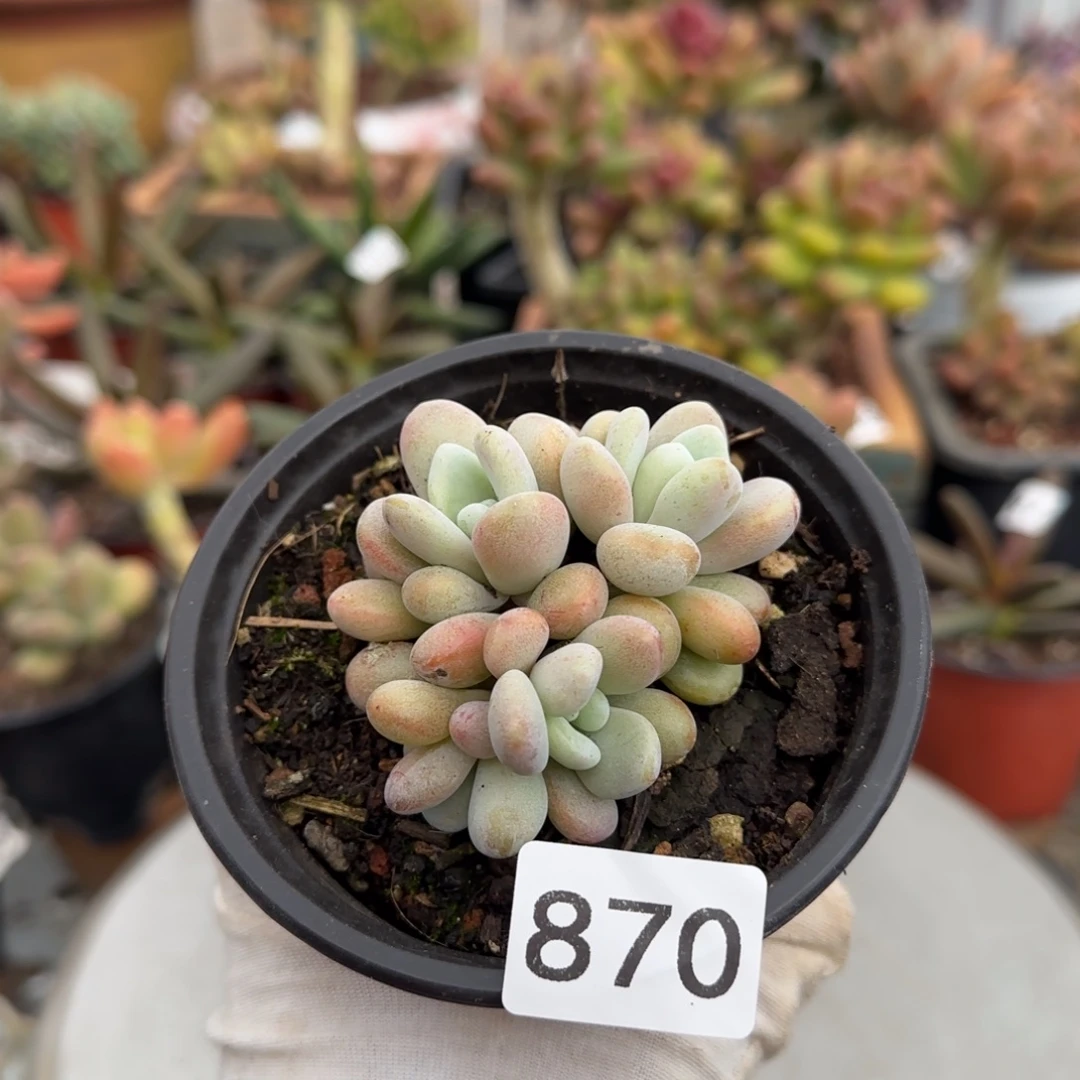 870号一物一拍一物一拍一物一拍