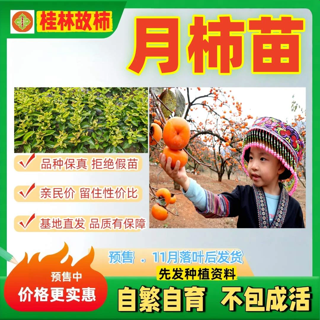 恭城月柿苗 【柿长家】同款观景柿树 可食可赏 落叶发货不包成活