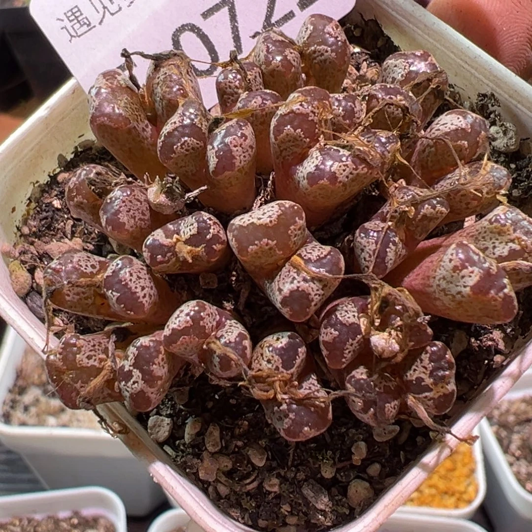 多肉植物111111111111