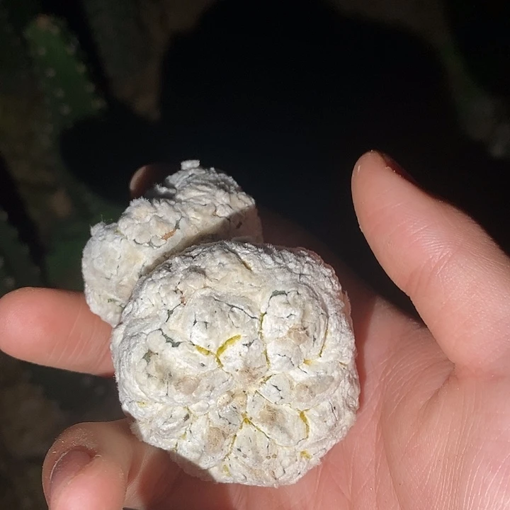 落地无根双头变棱浓白兜锦