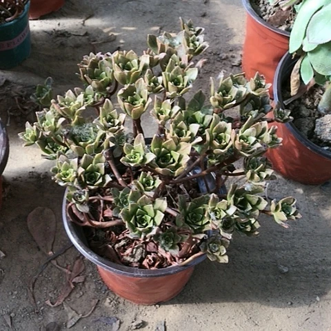 绿茶玫瑰玫瑰玫瑰玫瑰