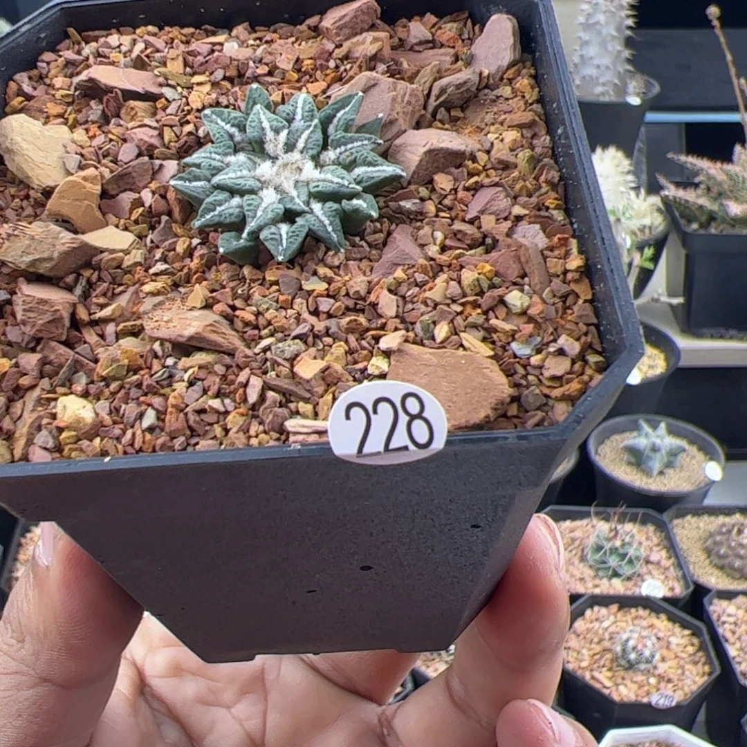 姬牡丹实生一物一拍228