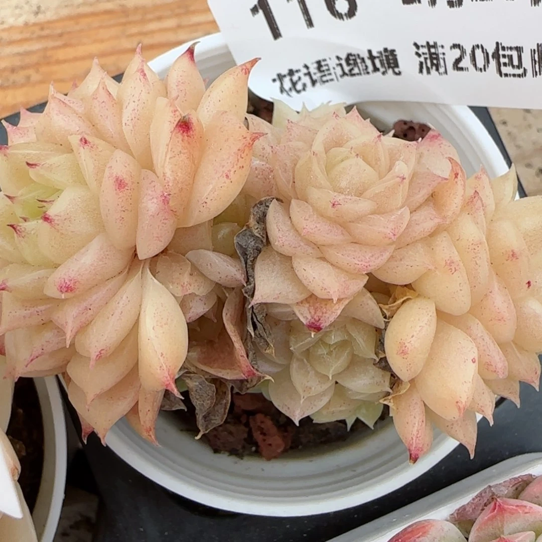 花语逸境0220-116