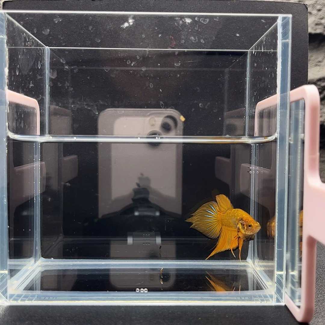 海水鱼宙斯斗鱼竞拍1221