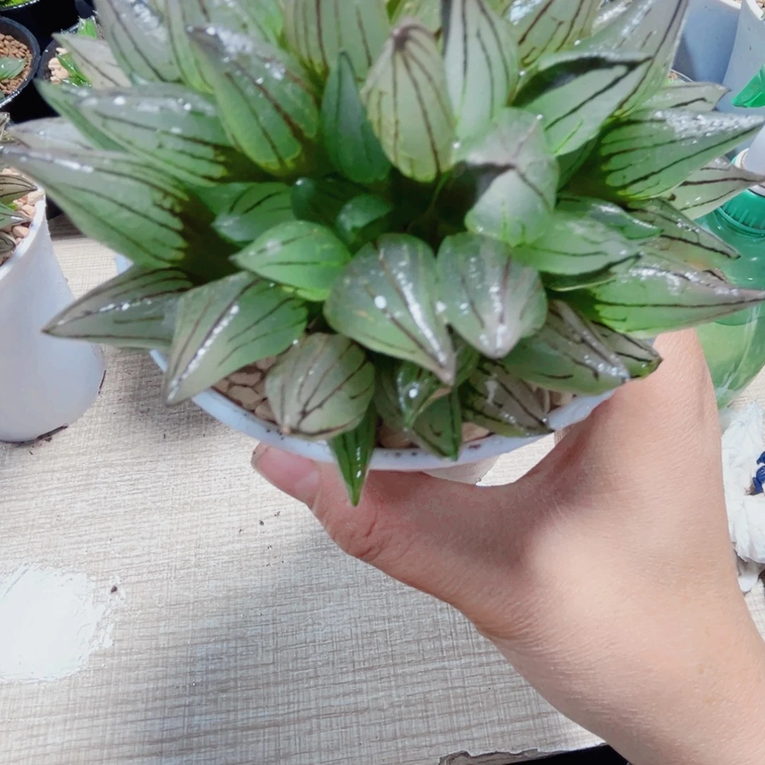 母本西瓜寿多肉植物