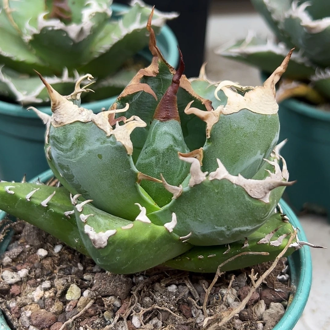 魔丸一物一拍偏远不包邮不退不换