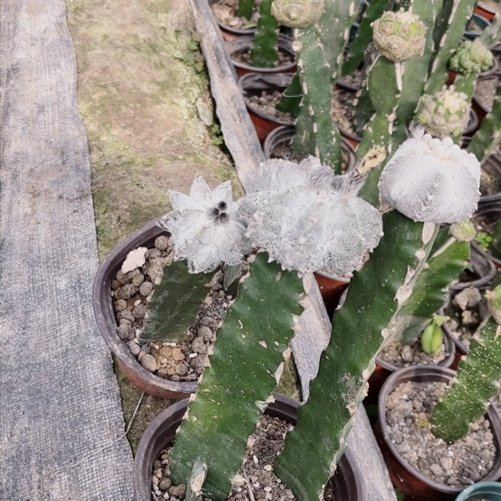 孤***翁花边蒽冢鸾凤玉三角嫁接
