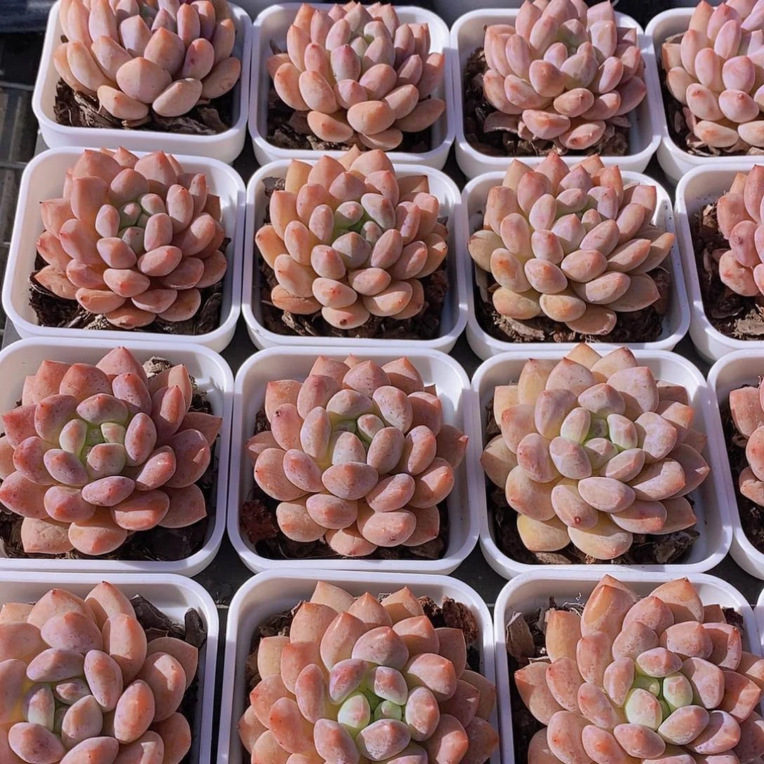 0728-半夏单头福利一颗带白方量拍