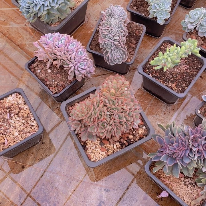 原始赫拉朵朵缀化