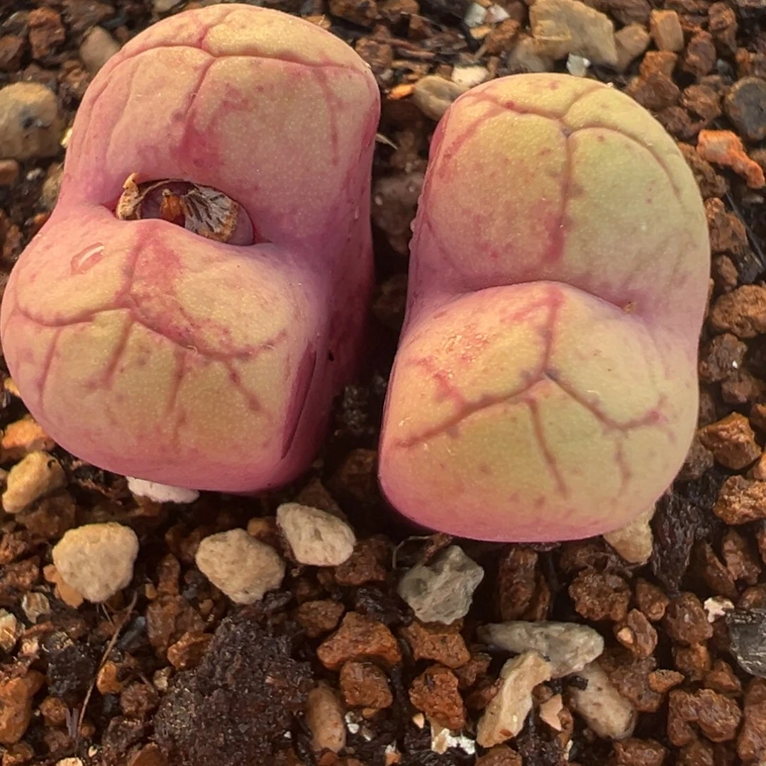 阿多福母本带盆多肉