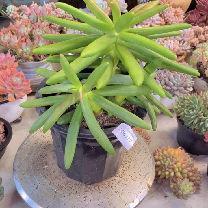 天****多肉一物一拍6379