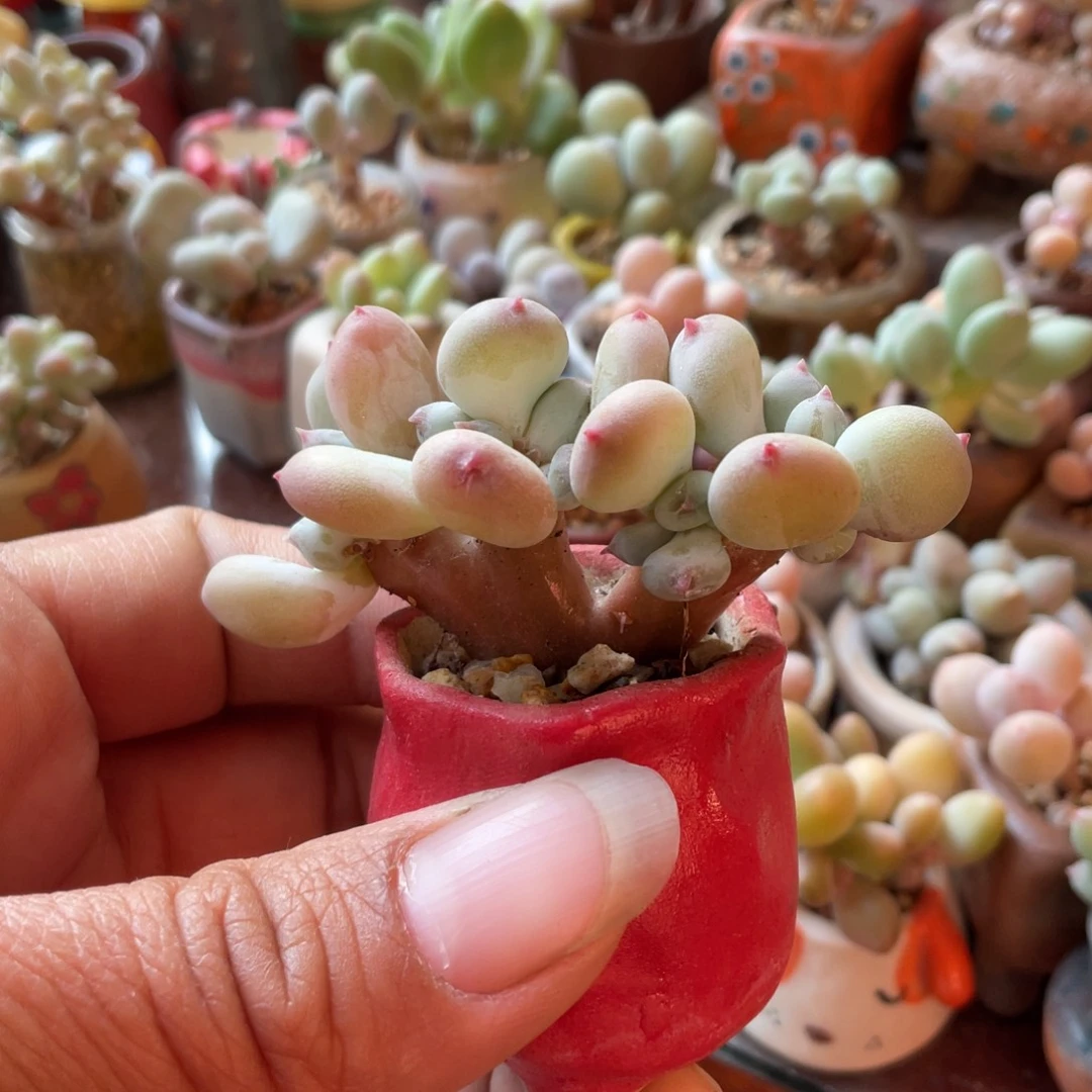 *****苹果奶带盆多肉多肉