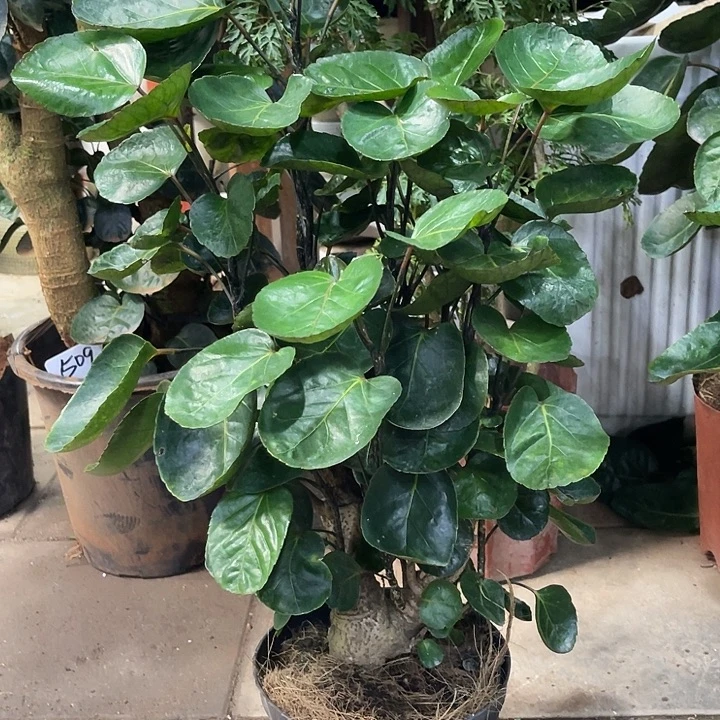 无花朵1111111111111111111111