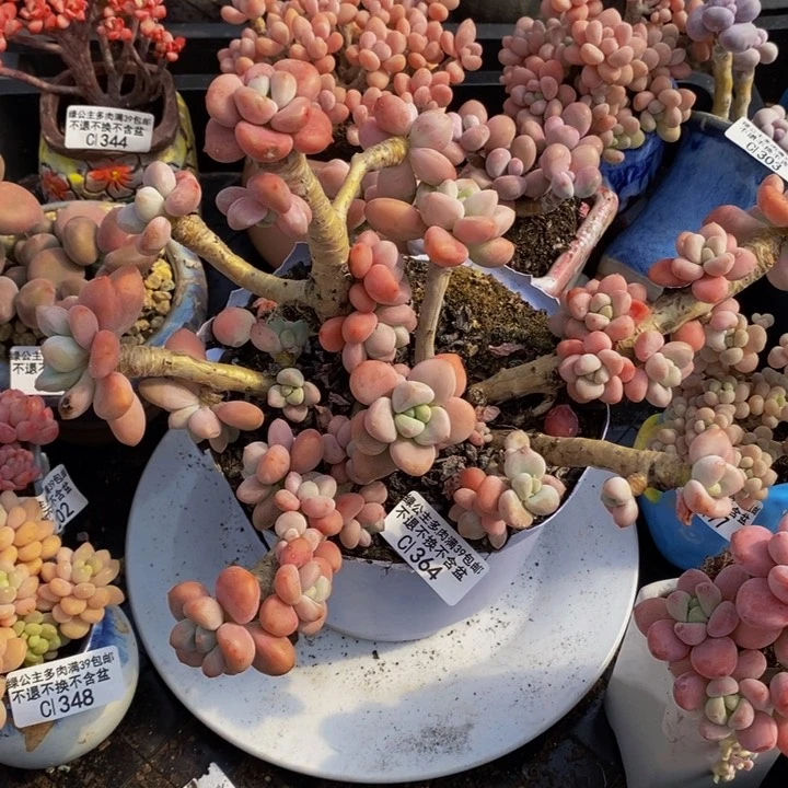 樱花洛神老桩有砍18cm364多肉植物