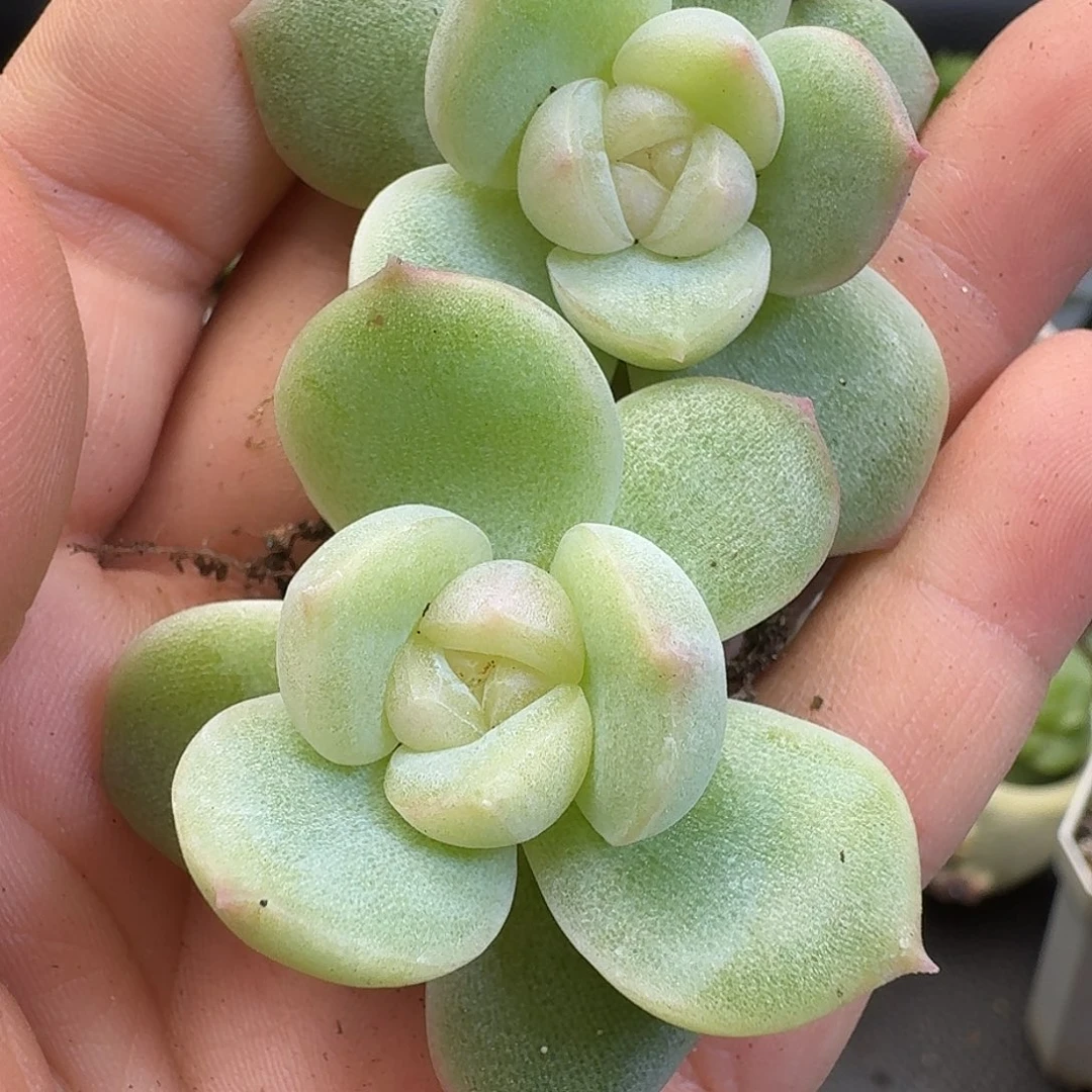 一物一拍一物一拍916-333