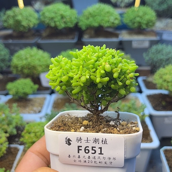 651蜜橘糖球枝干多肉