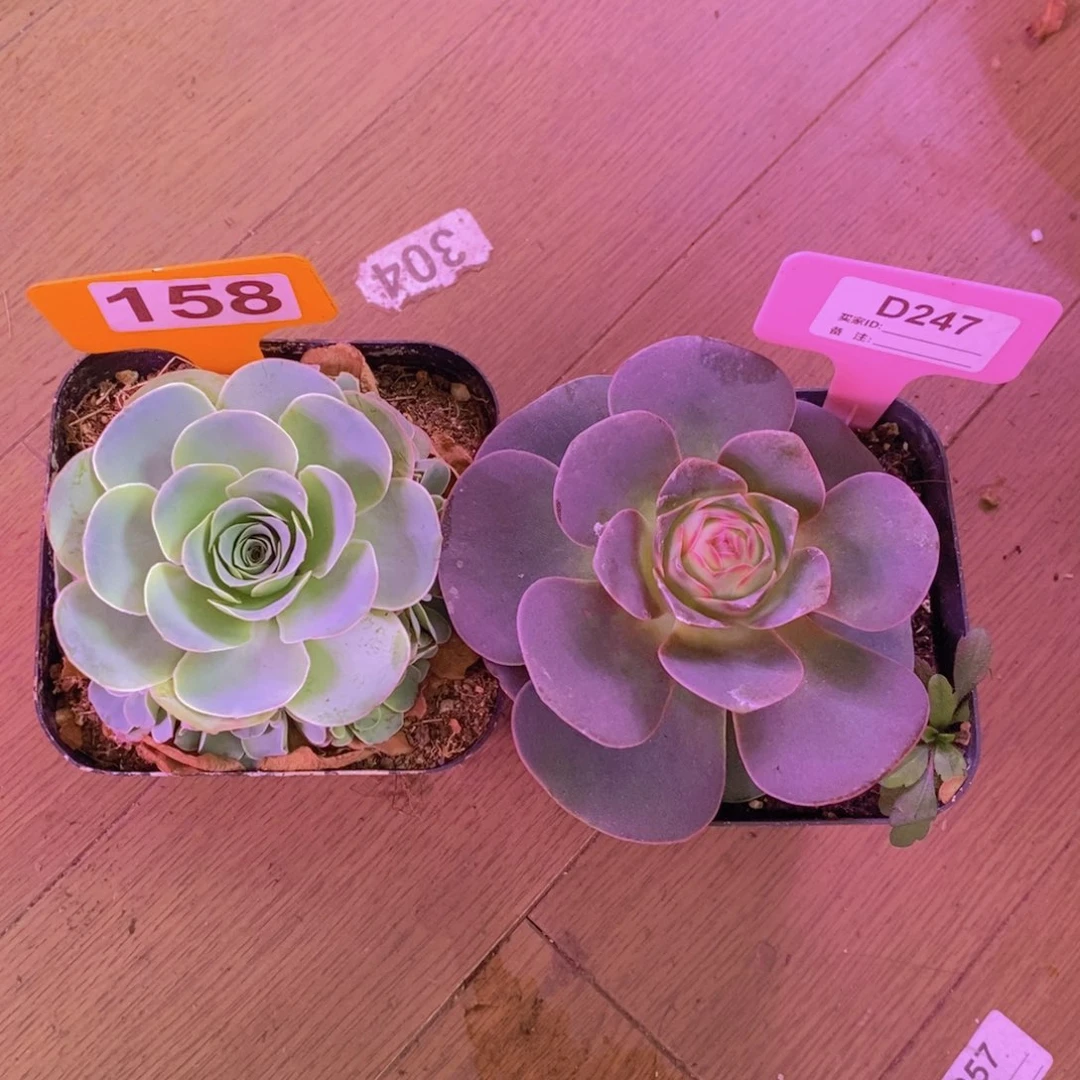 敏***姐山地玫瑰一物一拍158247