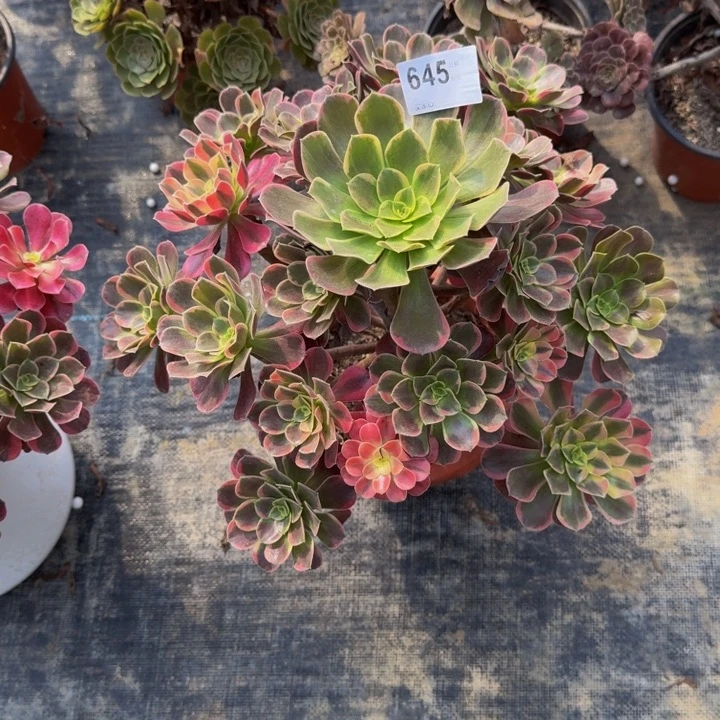 000000000645金丝玫瑰花脸