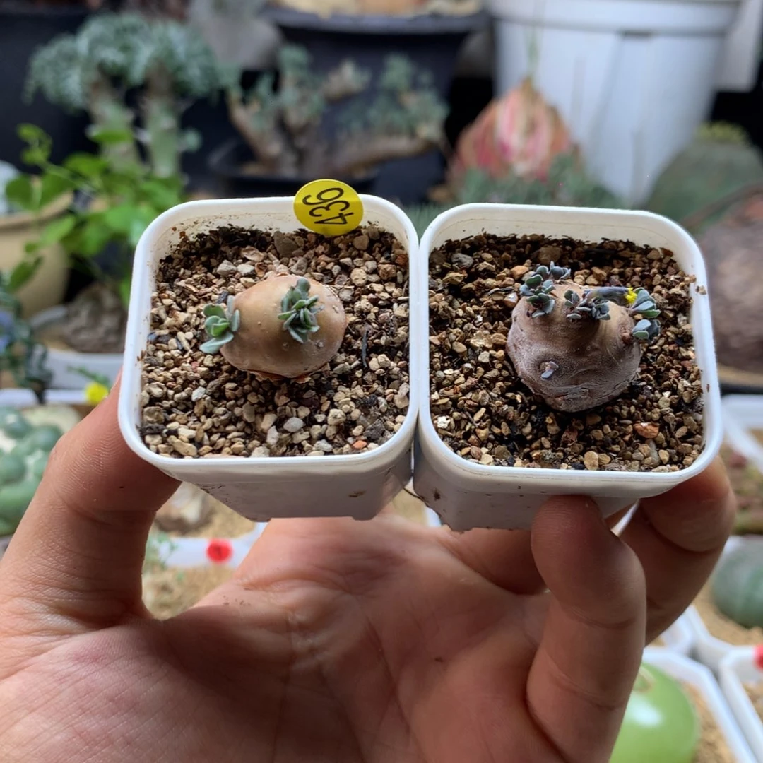 园艺小格加厚敦菊带盆