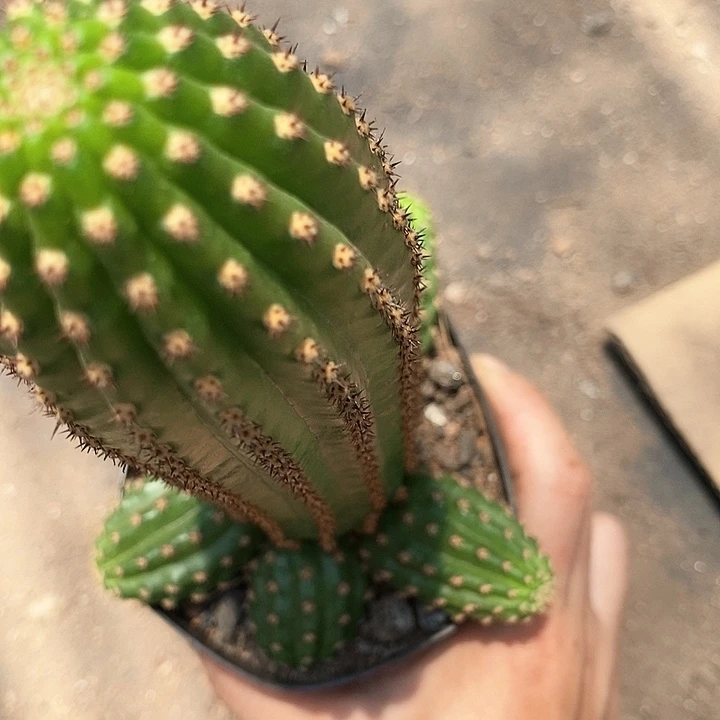 金四毛花毛花3578947