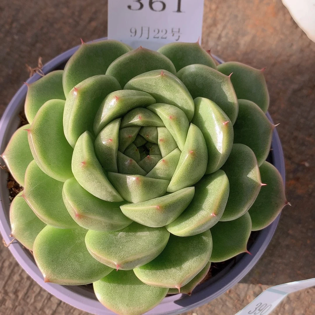 【闪购商品】云361号