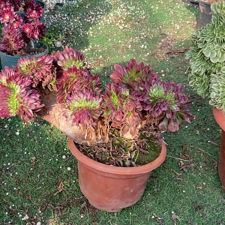 开**好062美姬缀化老桩