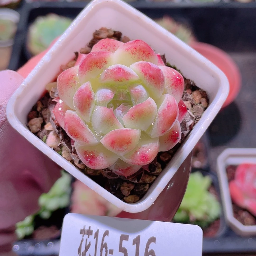 花利美16-516明月心