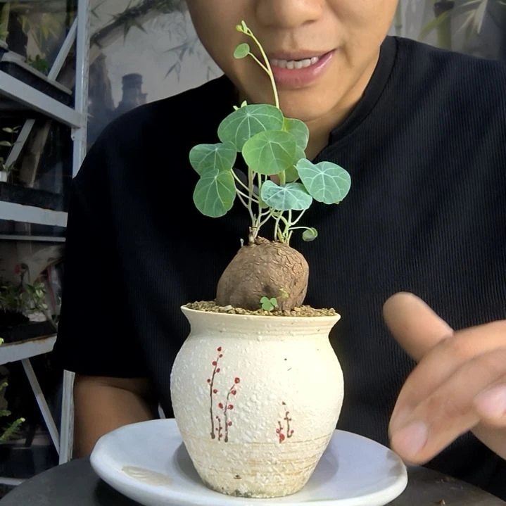 果*陈中青园艺一物一拍297