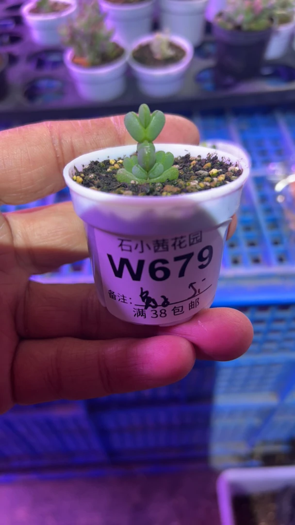 兔子-元宝-多肉植物枝干番杏