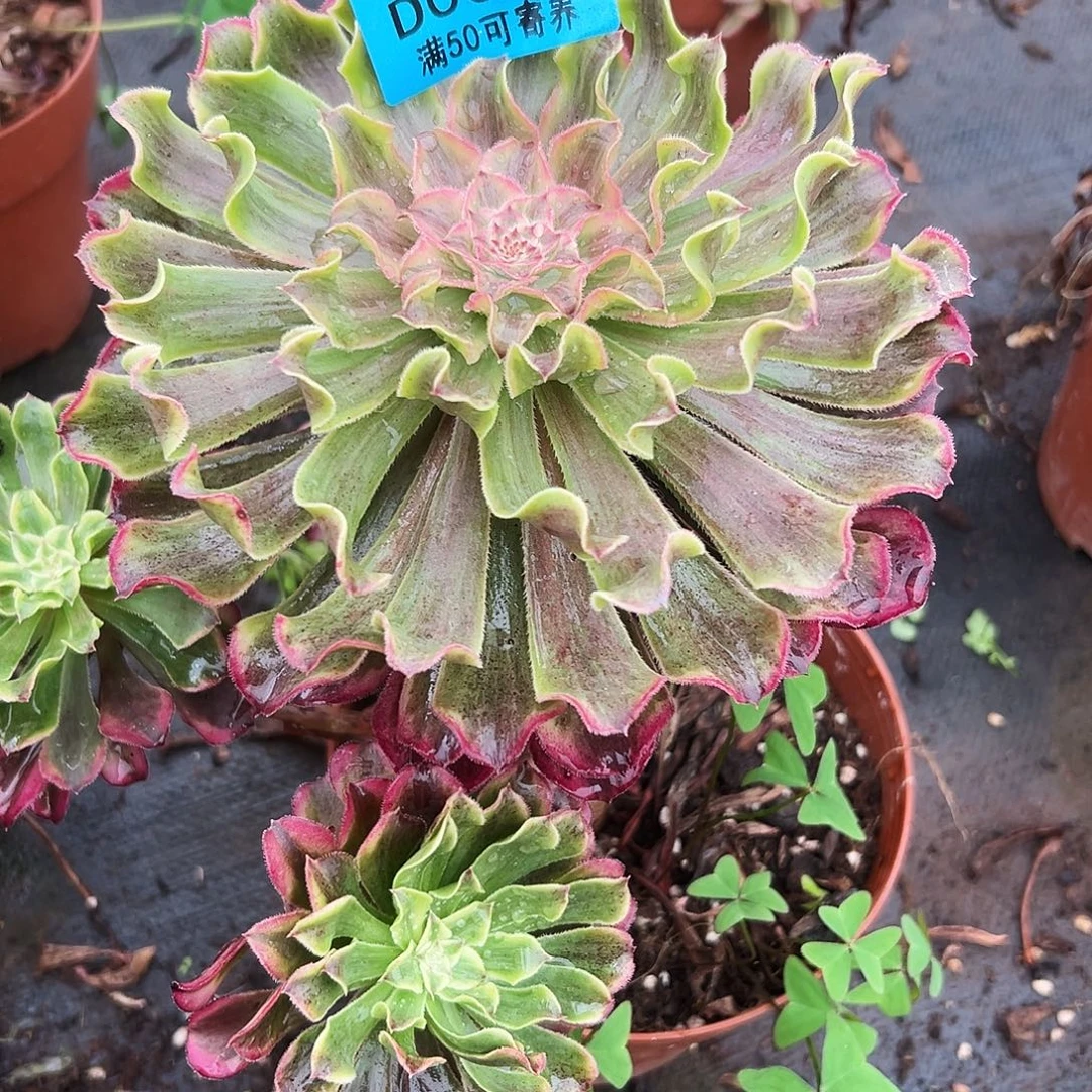 李***来0068多肉植物波澜