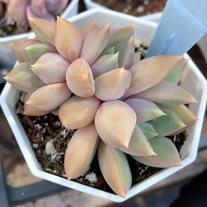 多肉植物红象牙6051