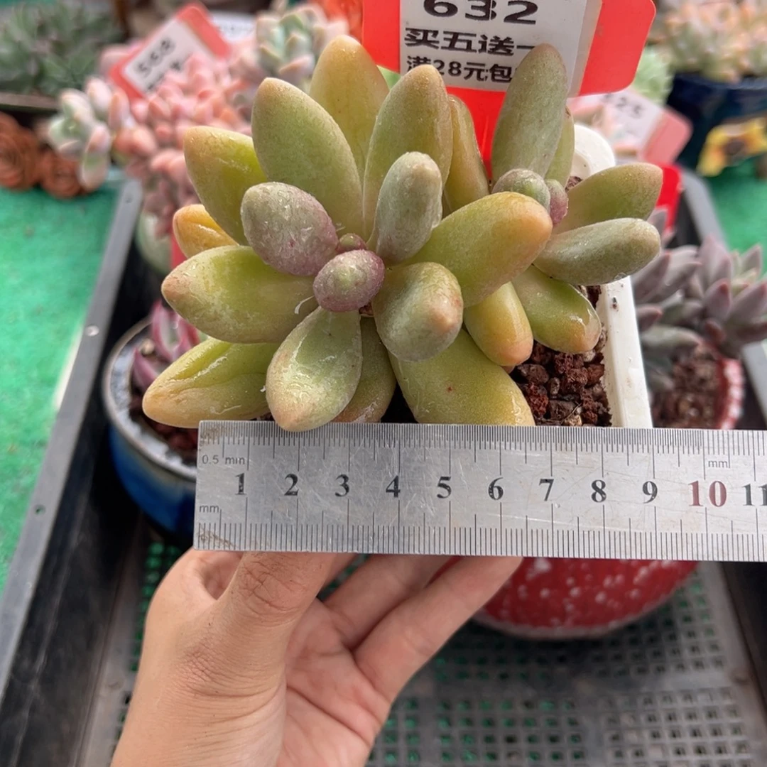 表妹精品多肉植物632.