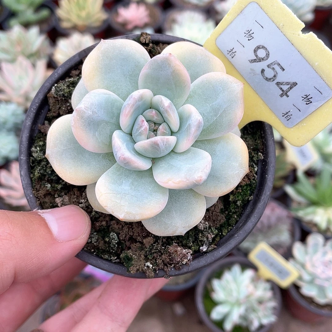 954号梦露锦多肉植物