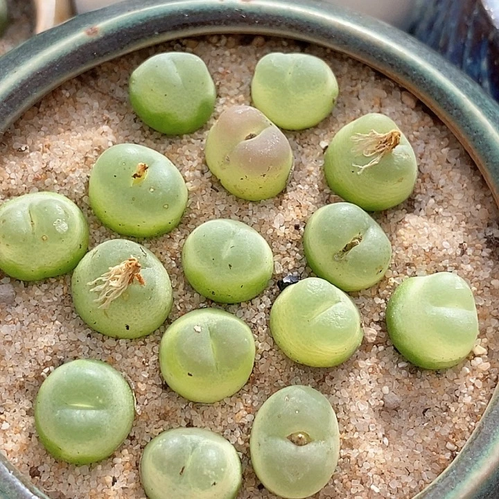 14523拉登样本一颗