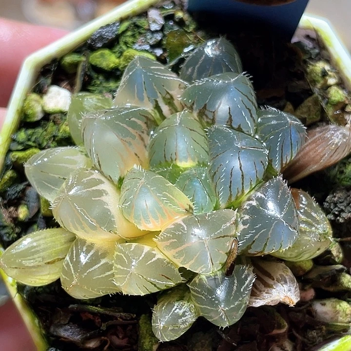 535赤線錦一物一拍